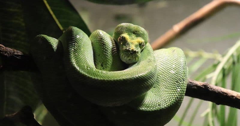 Как я обновил архитектуру голосового агента за один вечер