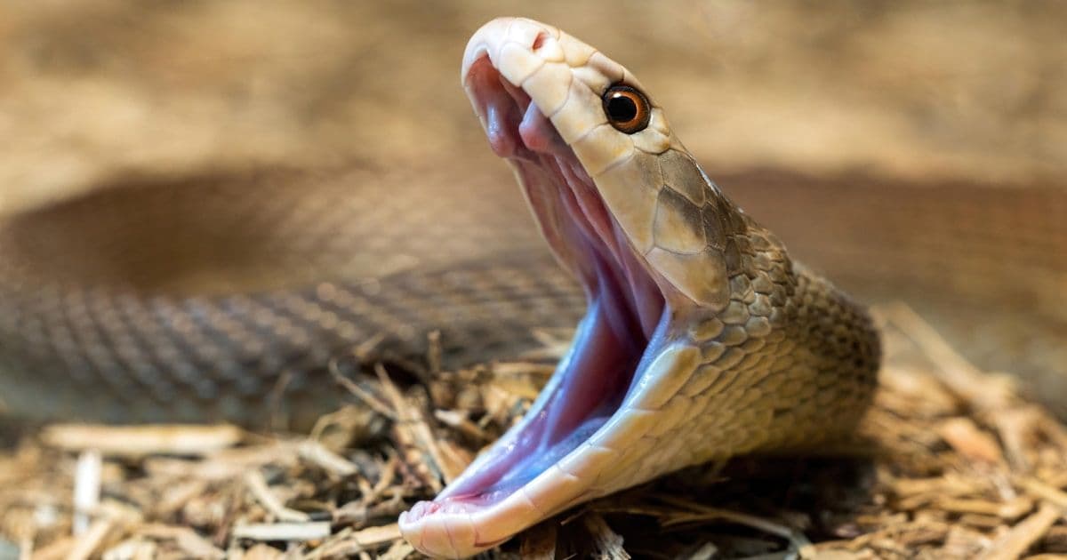 AI дешевеет, junior-разработчики страдают: сложный анализ