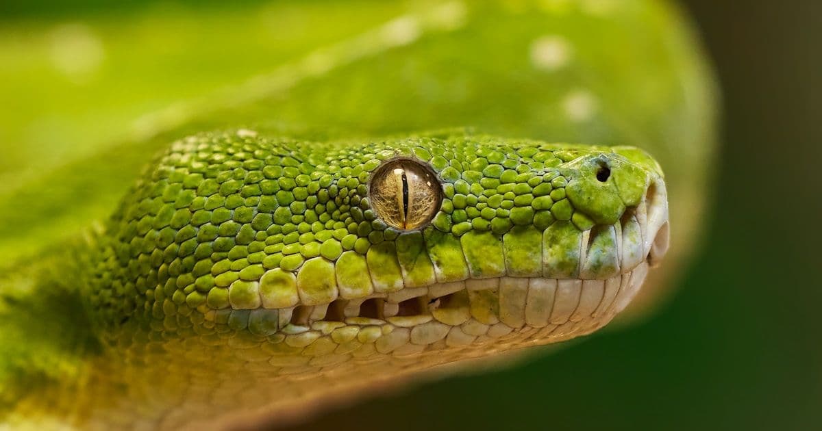 Сессии вместо JWT: как мы защитили trend-analysis без сложности