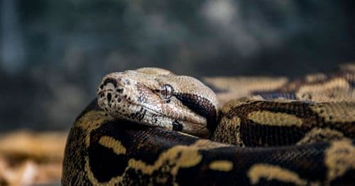 GitLab Pages выдал секреты: как мы чуть не залили артефакты в интернет