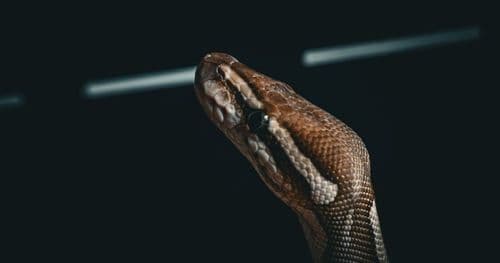 Когда AI становится парным программистом: история Claude Code