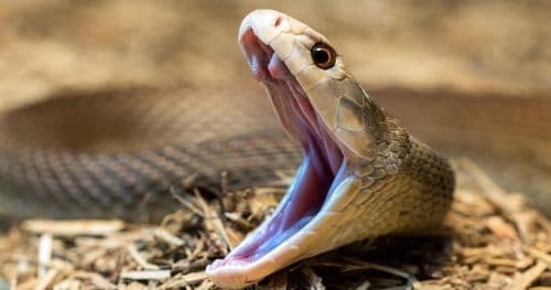 Voice Agent: Добавил поиск новостей в чат-бота за три часа отладки