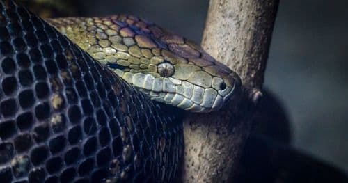 Traefik и опциональные middleware: война с зависимостями