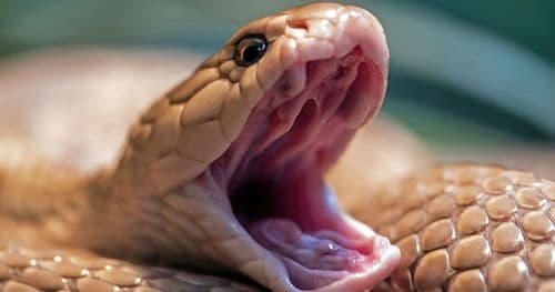 Регулярка в f-строке сломала SSE: как Python запутался в скобках